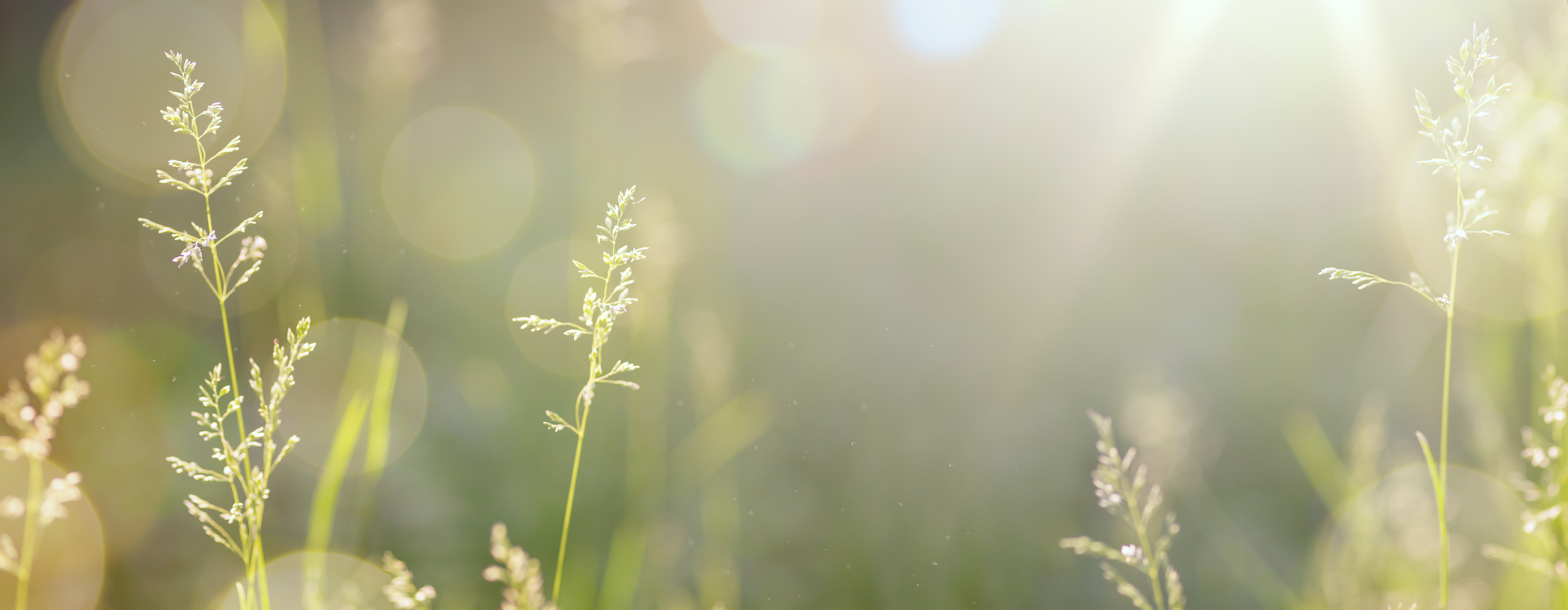 Zarte Grashalme in einer sonnendurchfluteten Wiese mit weichem Bokeh im Morgenlicht